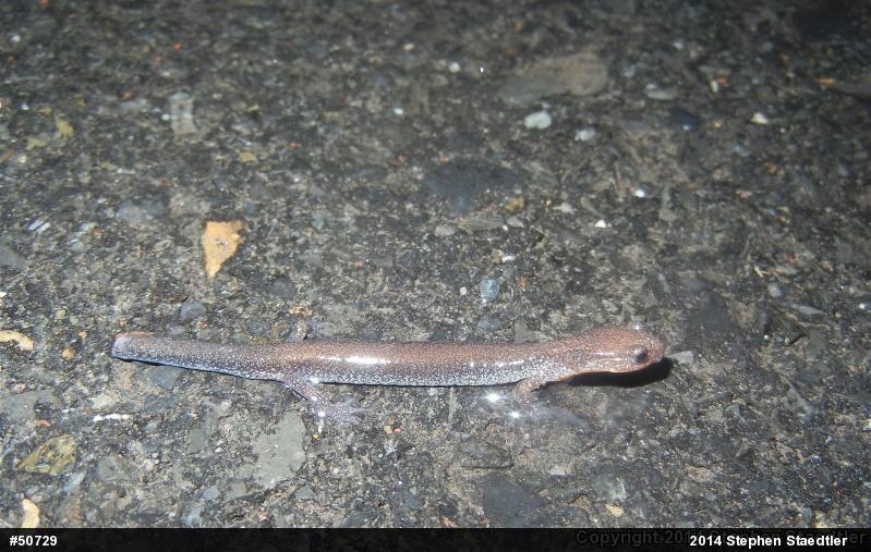 Eastern Red-backed  Salamander