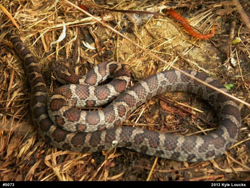 Eastern Milksnake