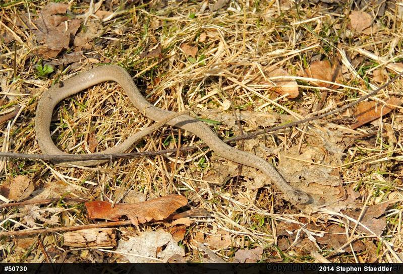 Dekay's Brownsnake