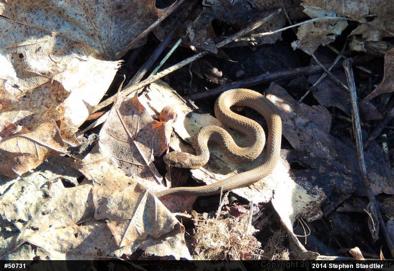 Dekay's Brownsnake