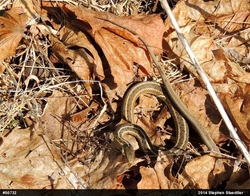 Eastern Gartersnake