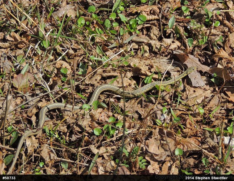 Eastern Gartersnake