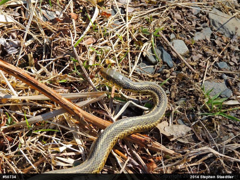 Eastern Gartersnake