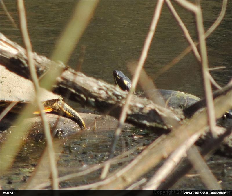 Eastern Painted Turtle