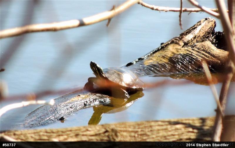 Eastern Painted Turtle