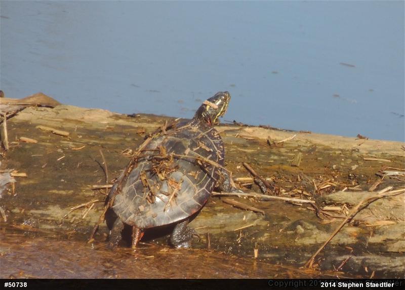Eastern Painted Turtle