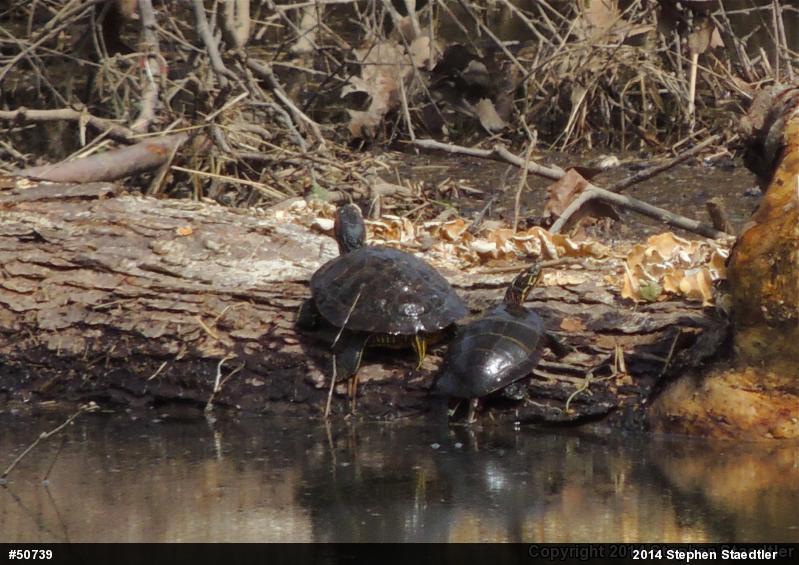 Eastern Painted Turtle