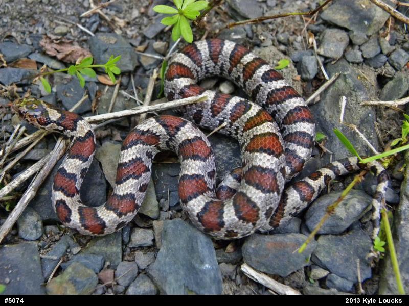 Eastern Milksnake