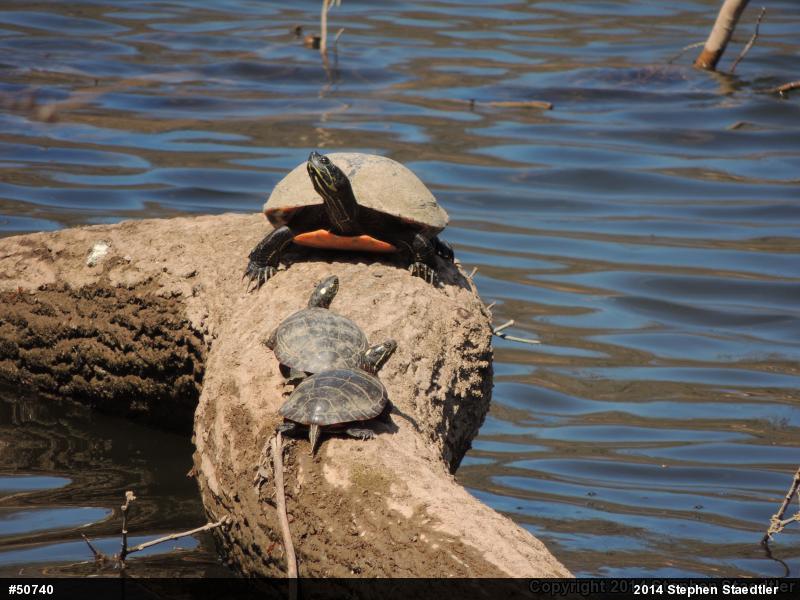 Eastern Painted Turtle