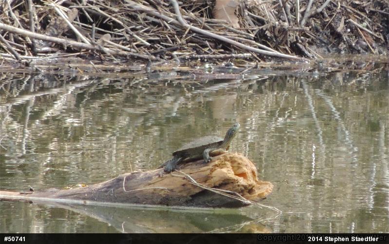 Northern Map Turtle