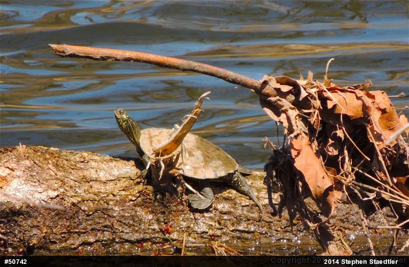 Northern Map Turtle