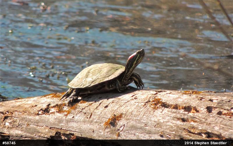 Red-eared Slider