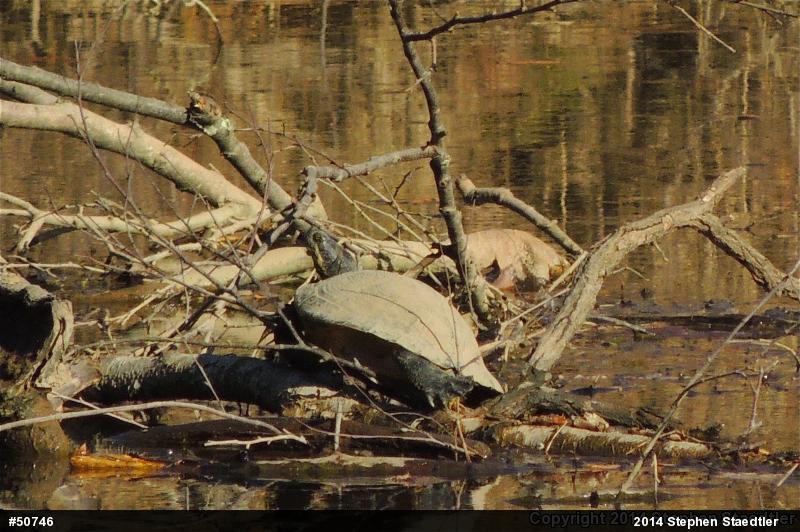 Red-eared Slider