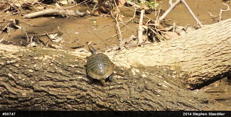 Red-eared Slider