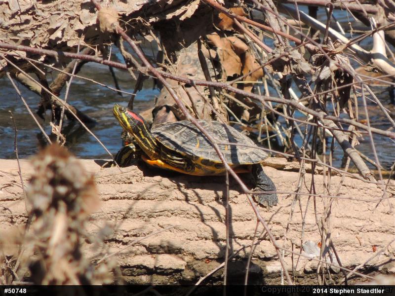 Red-eared Slider