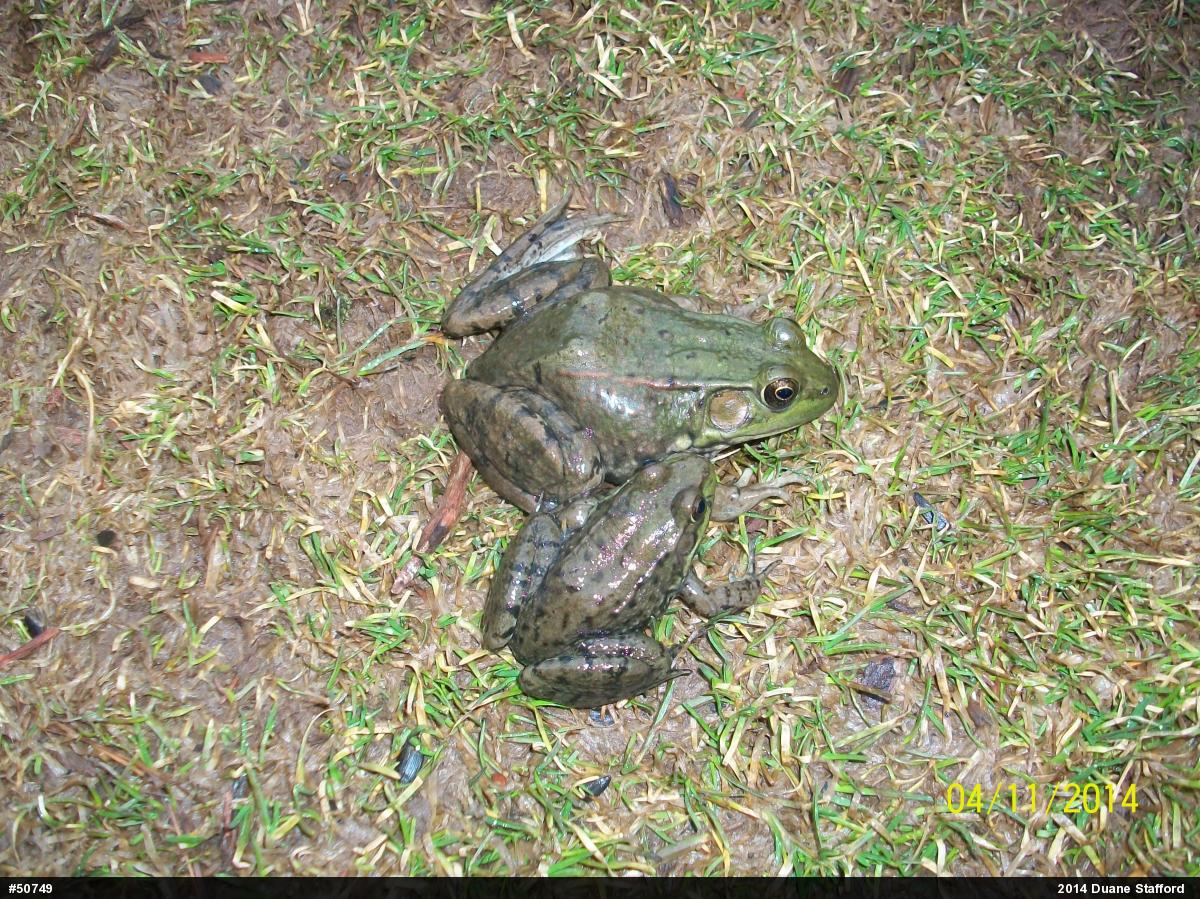 Green Frog