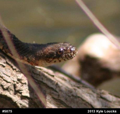 Northern Watersnake