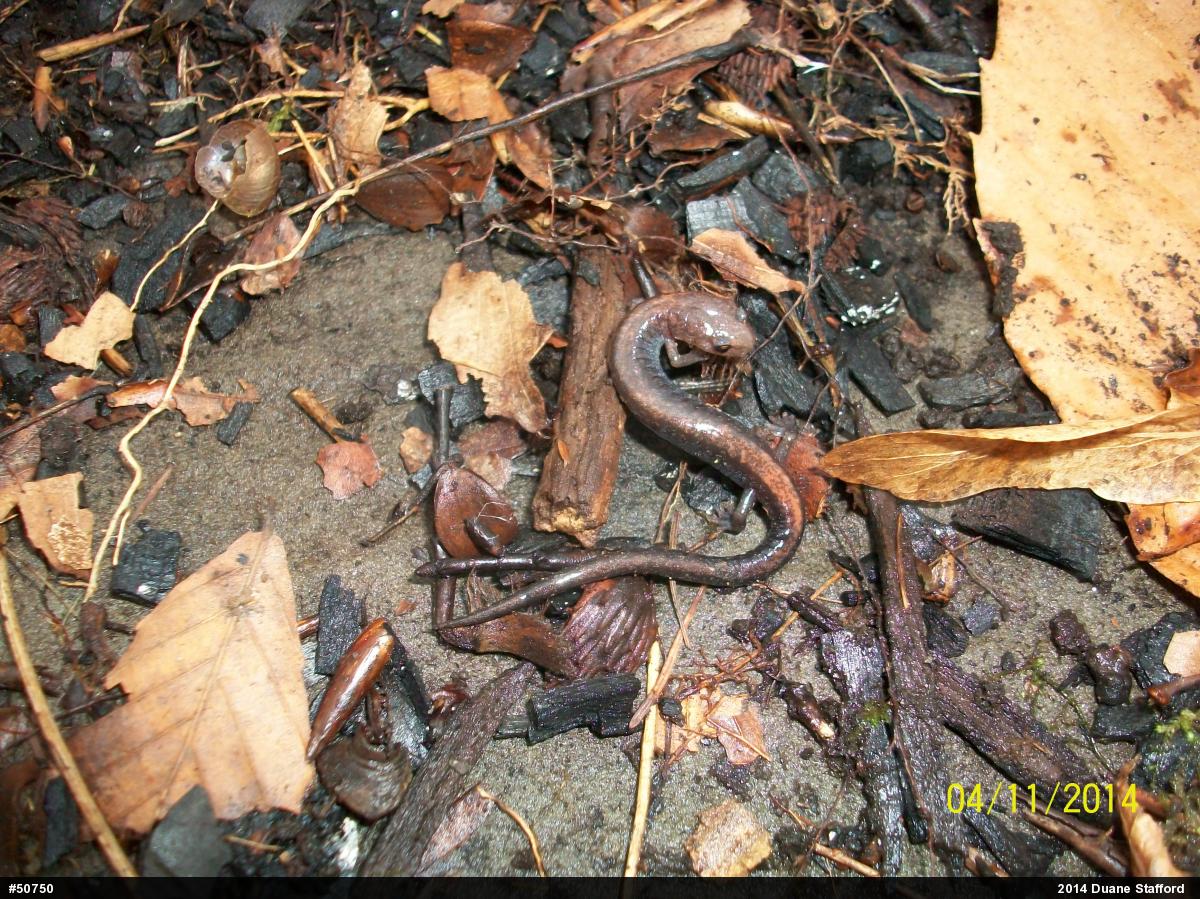 Eastern Red-backed  Salamander