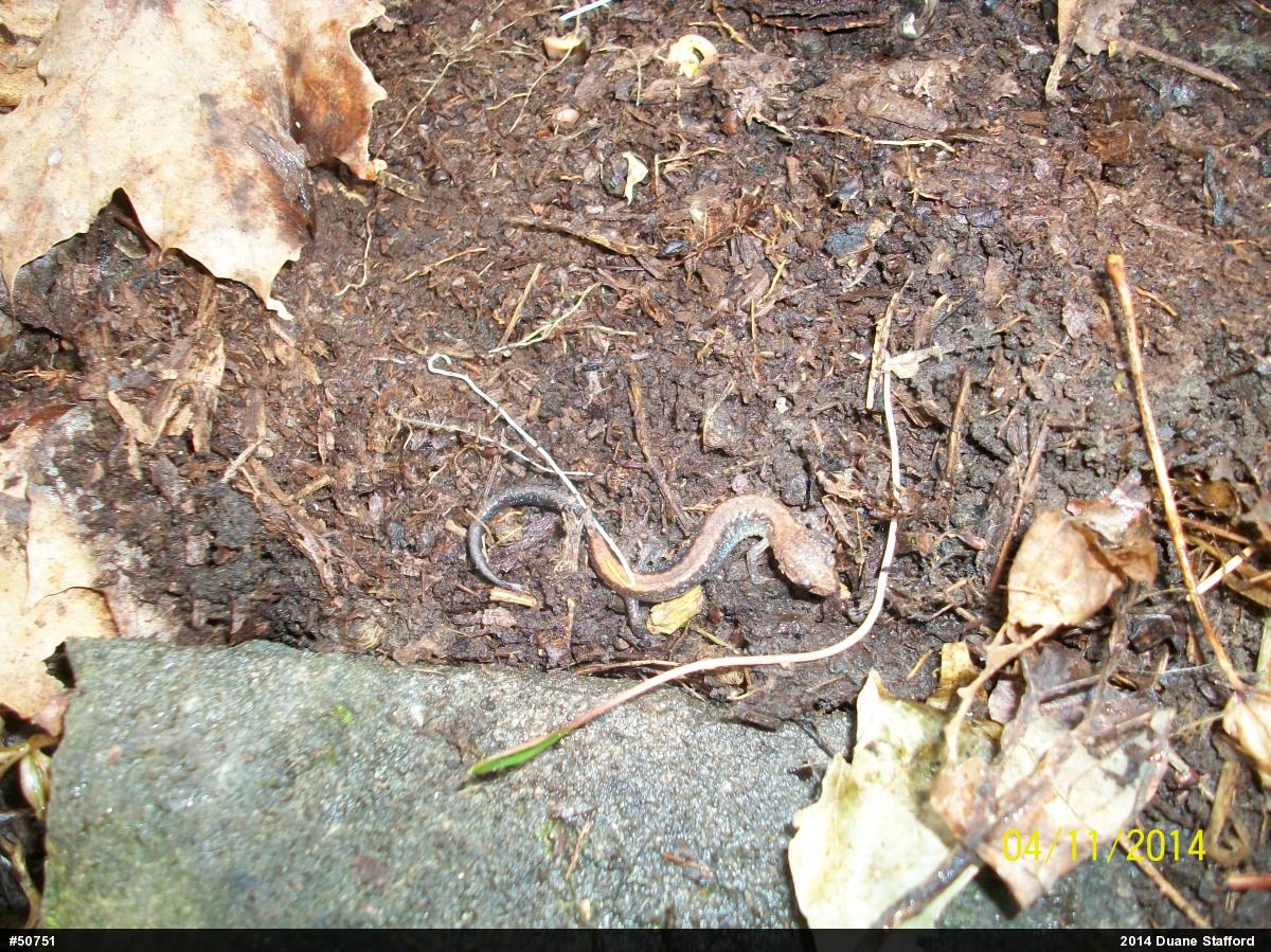 Eastern Red-backed  Salamander