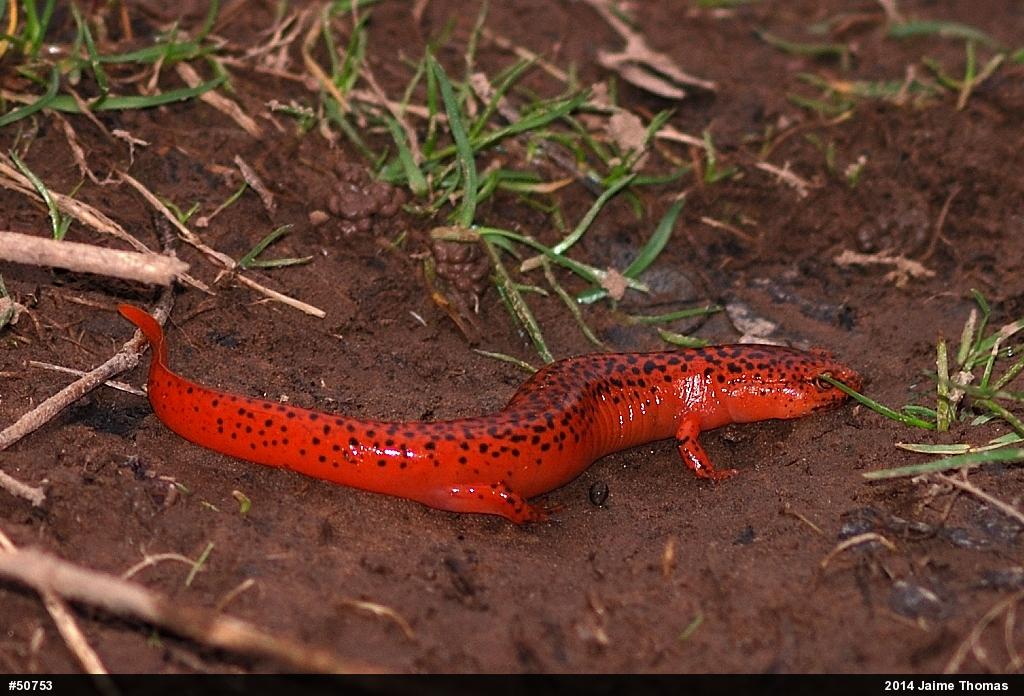 Northern Red Salamander