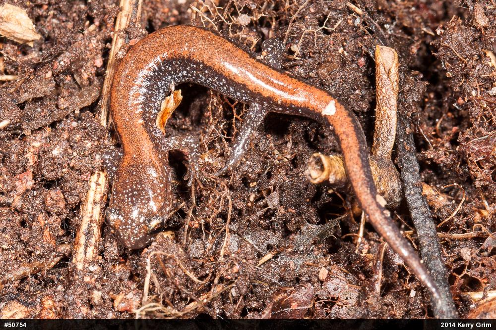 Eastern Red-backed  Salamander