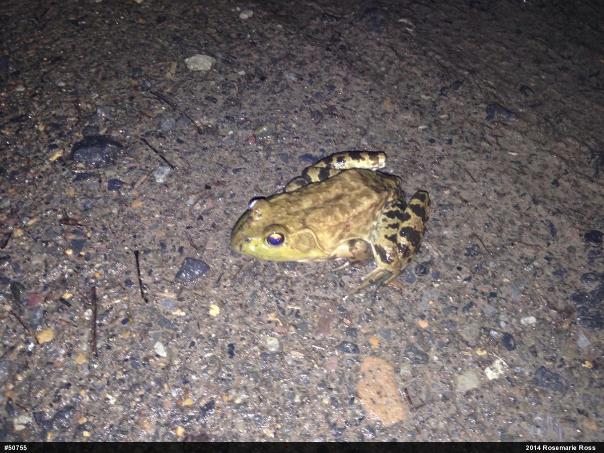 American Bullfrog