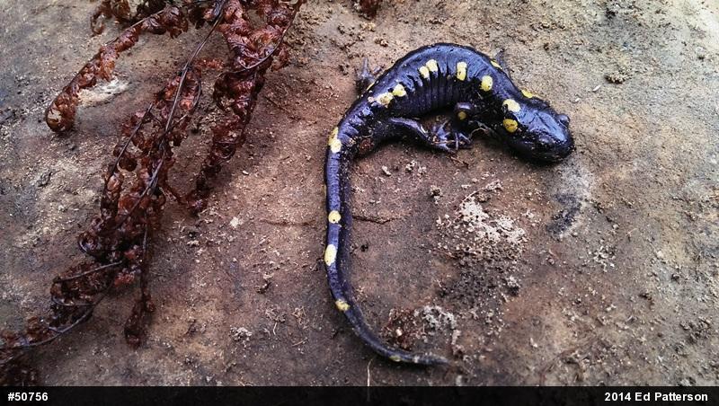 Spotted Salamander