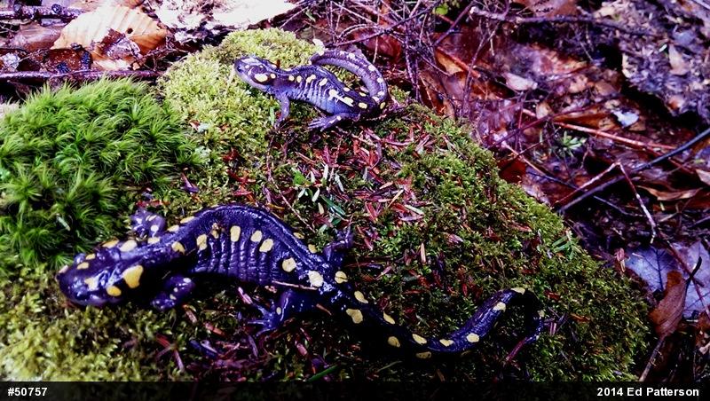 Spotted Salamander