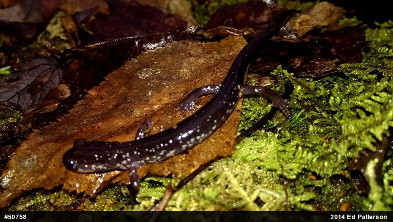 Wehrle's Salamander