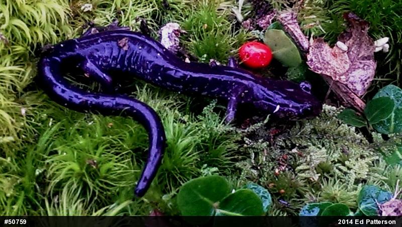 Wehrle's Salamander