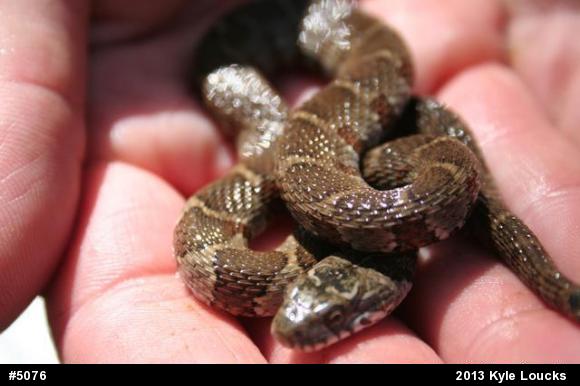 Northern Watersnake