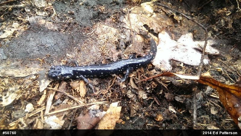 Northern Slimy Salamander