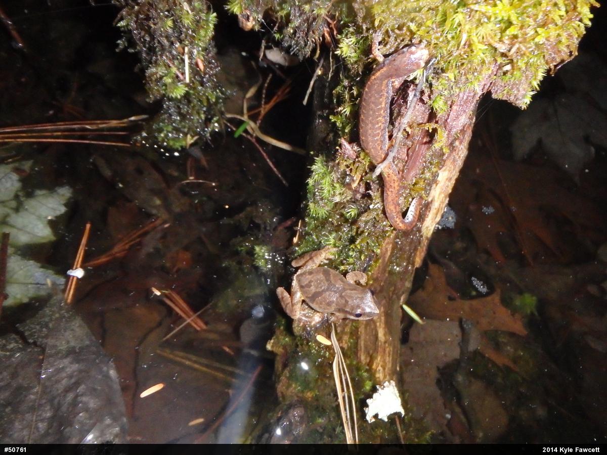 Four-toed Salamander