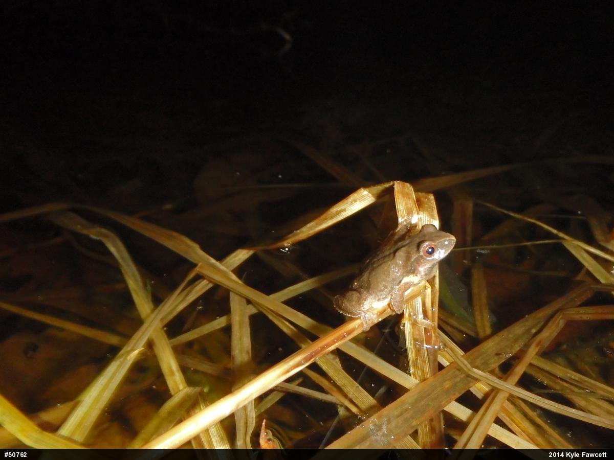 Spring Peeper