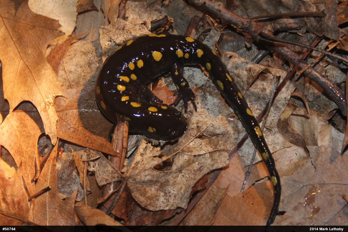 Spotted Salamander