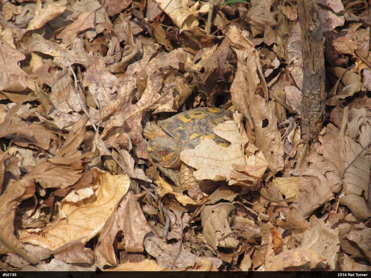 Eastern Box Turtle