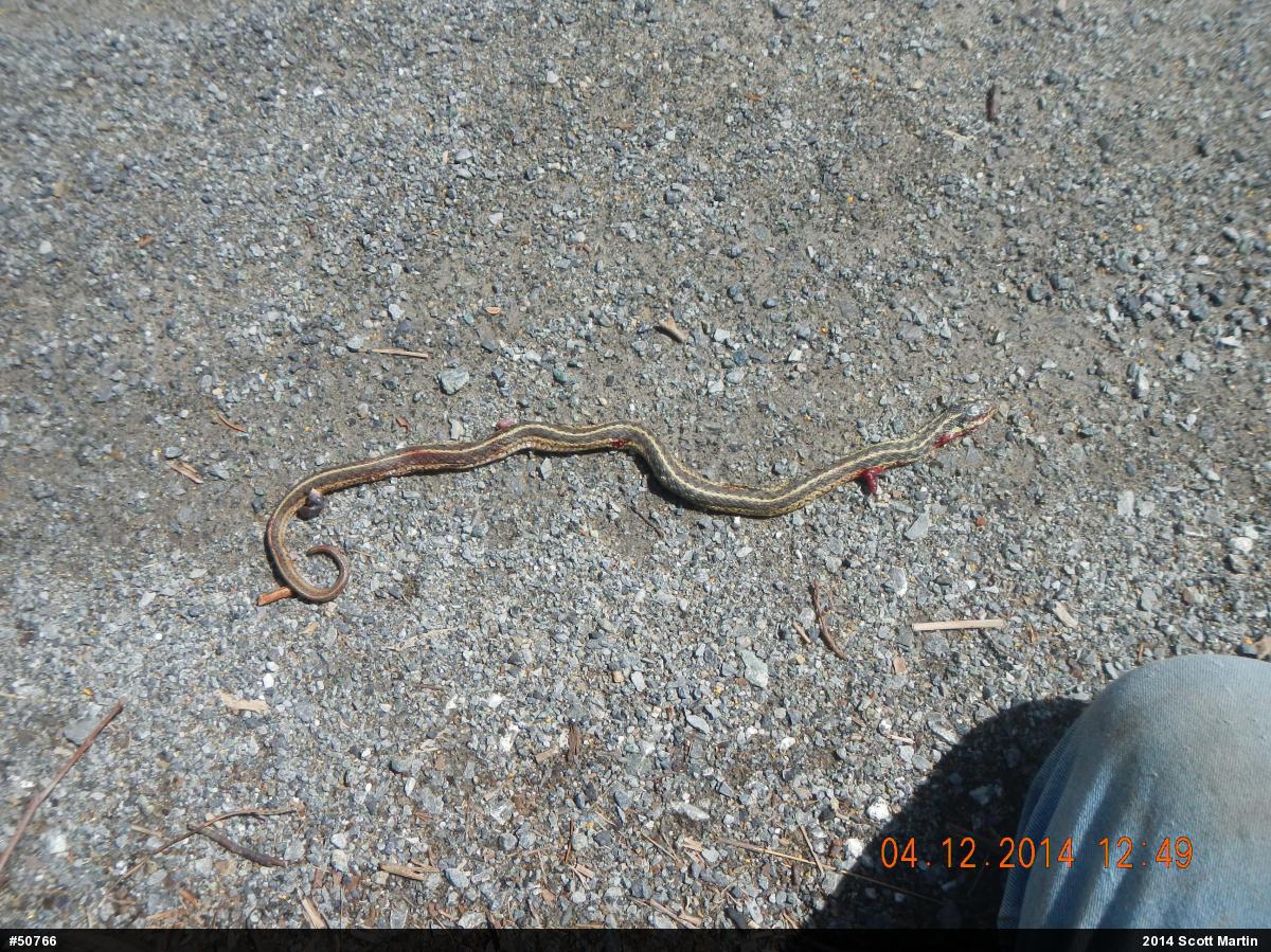 Eastern Gartersnake
