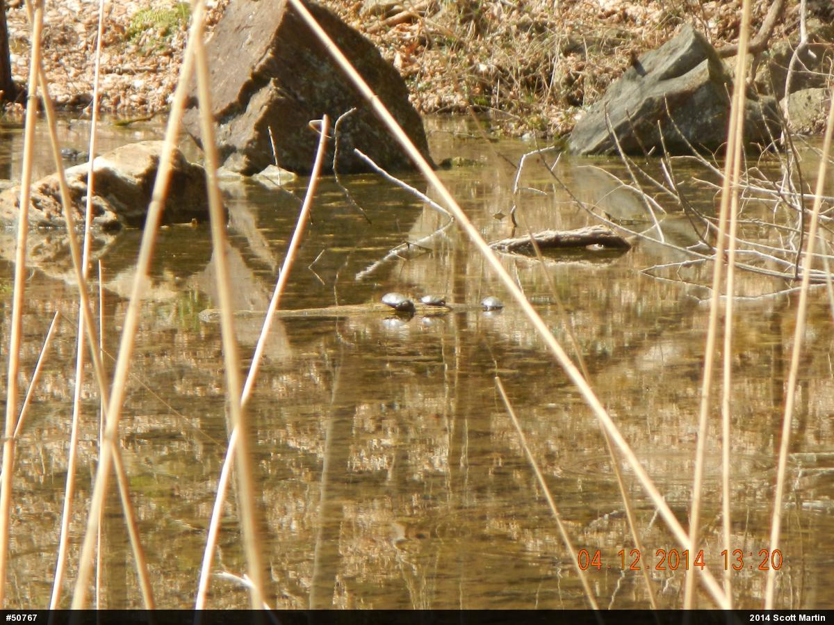 Painted Turtle