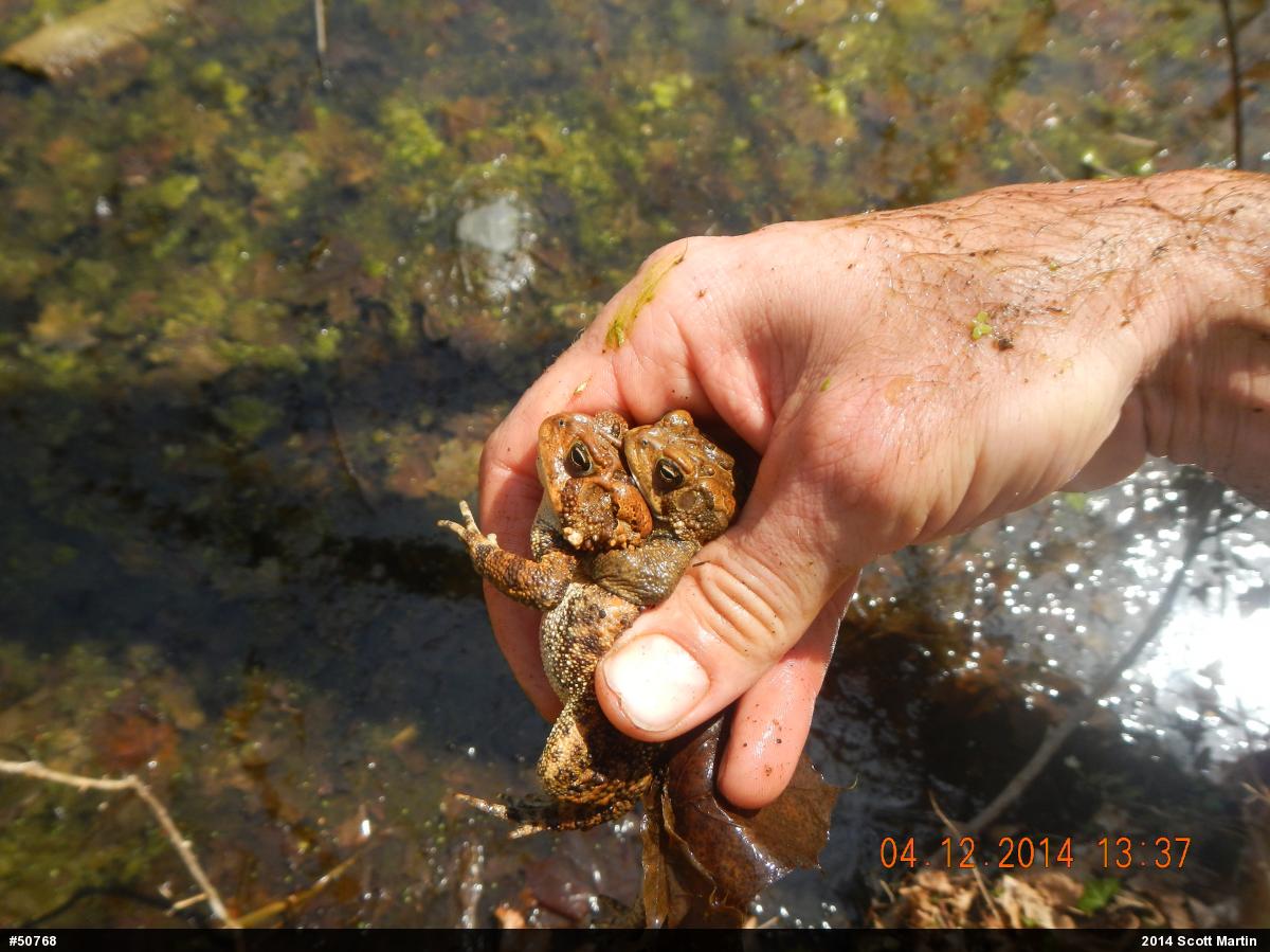 Eastern American Toad