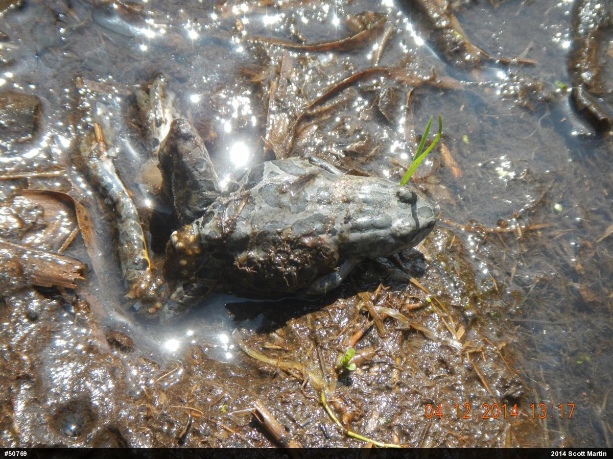 Pickerel Frog
