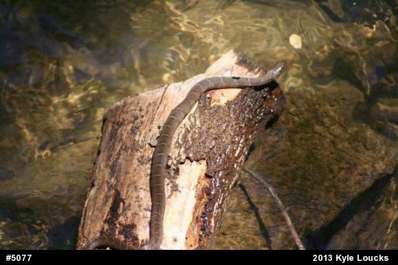 Northern Watersnake