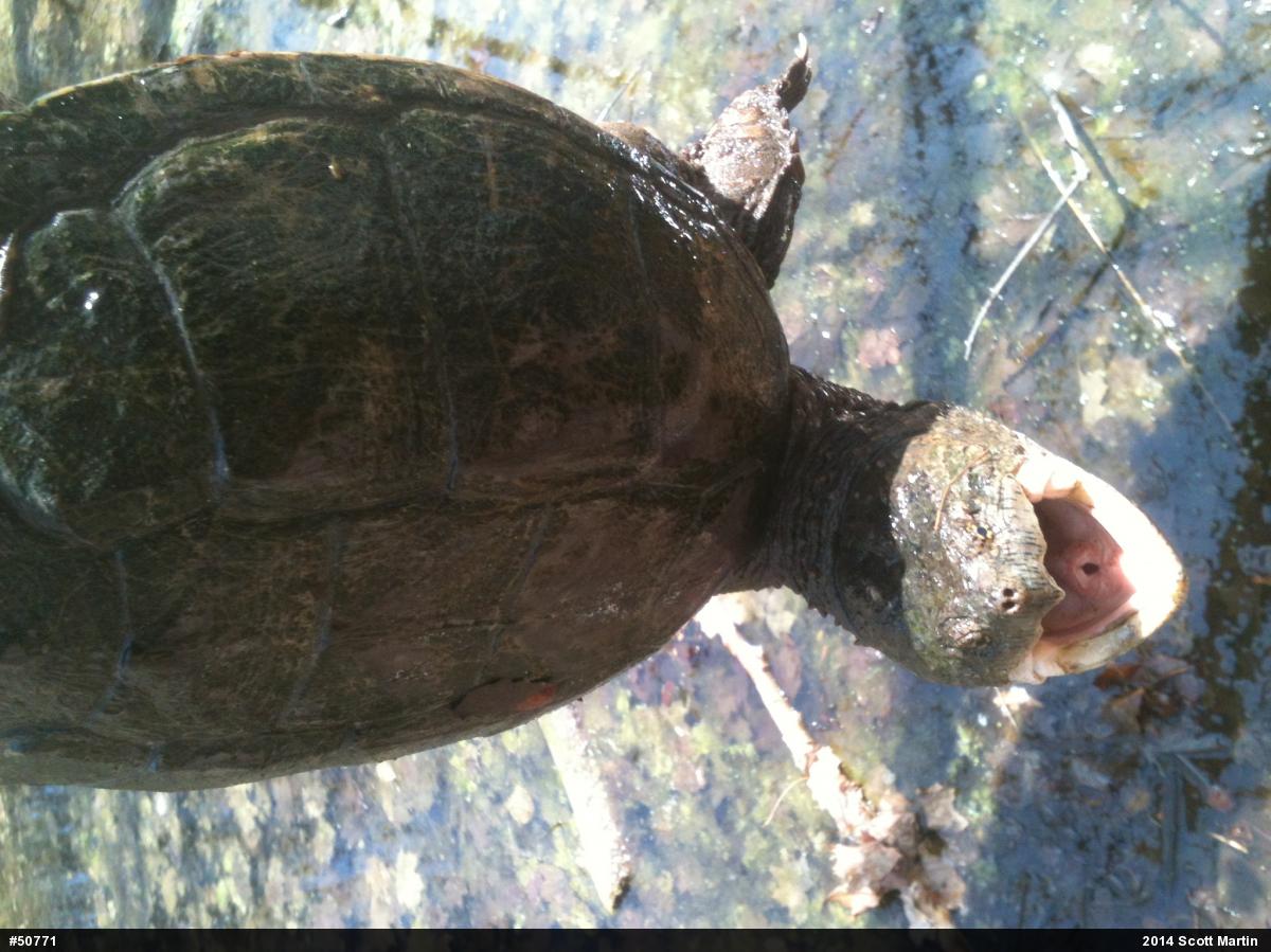 Snapping Turtle