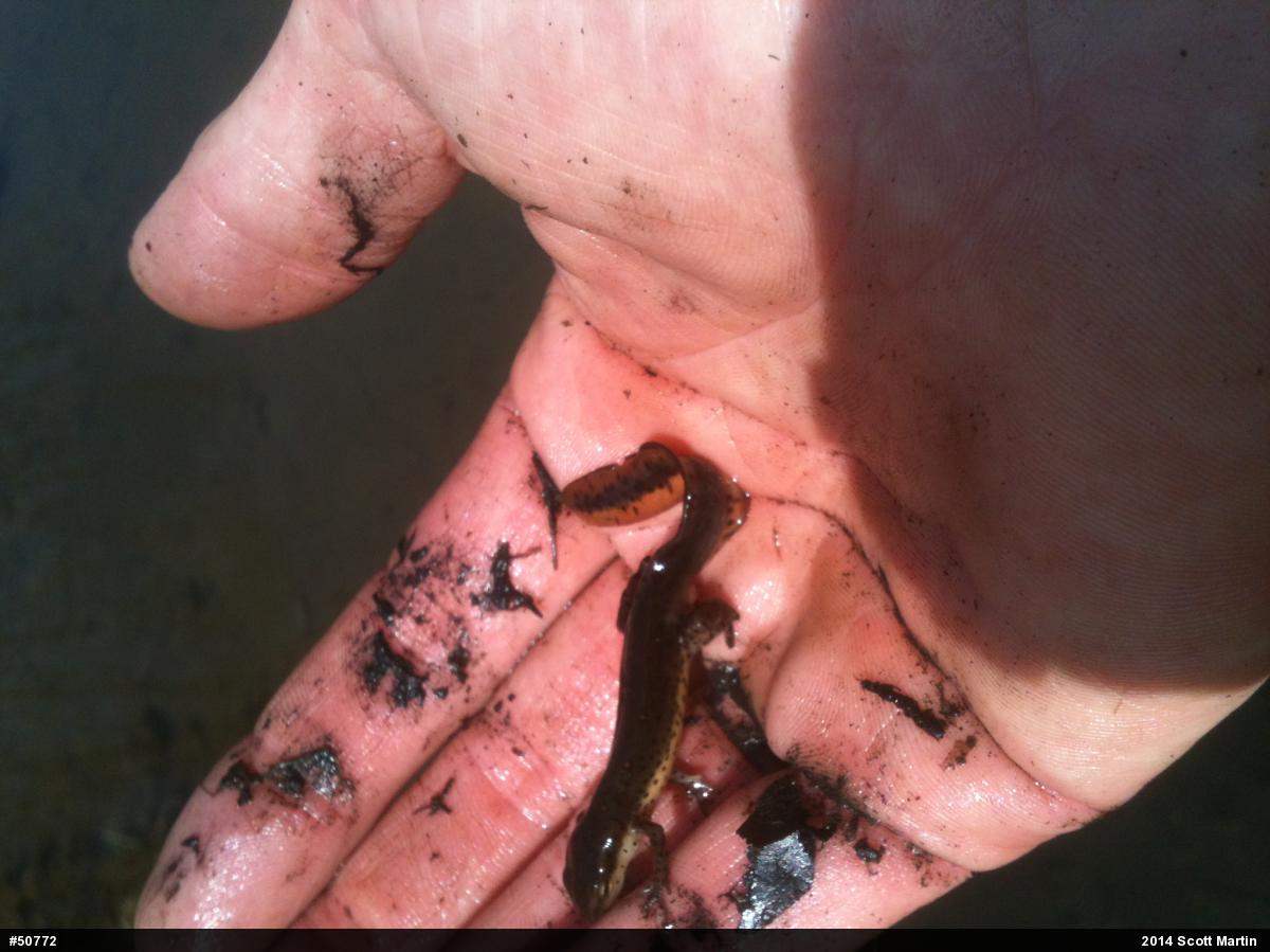 Red-spotted Newt