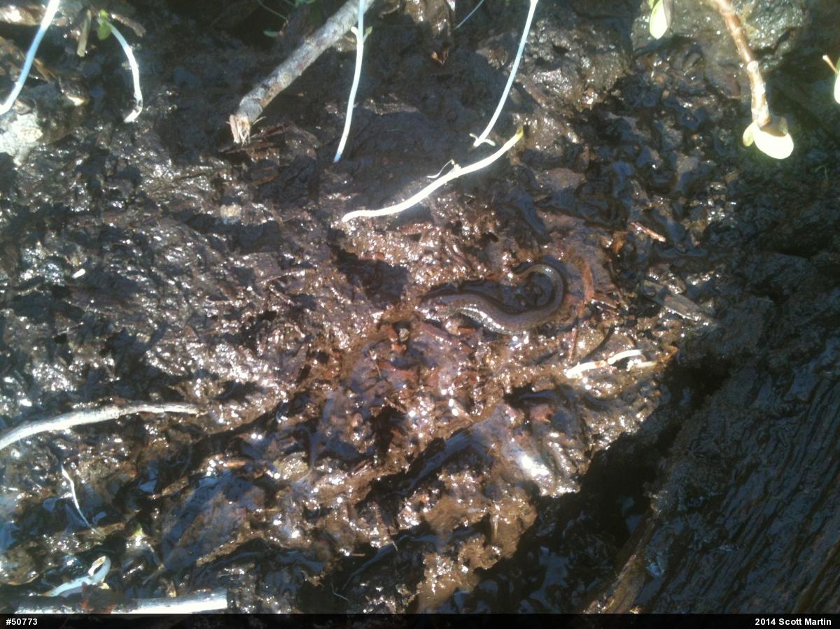 Northern Dusky Salamander