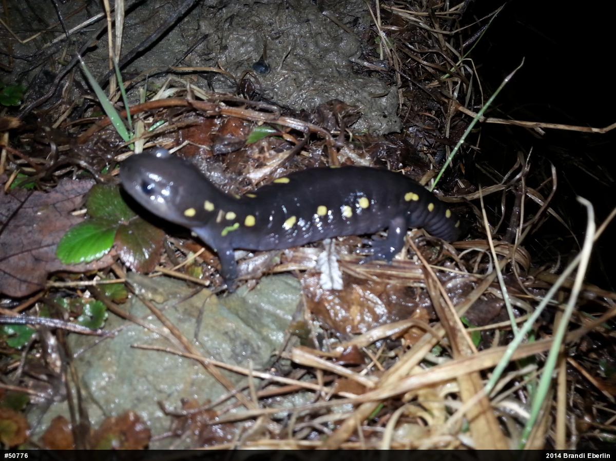 Spotted Salamander