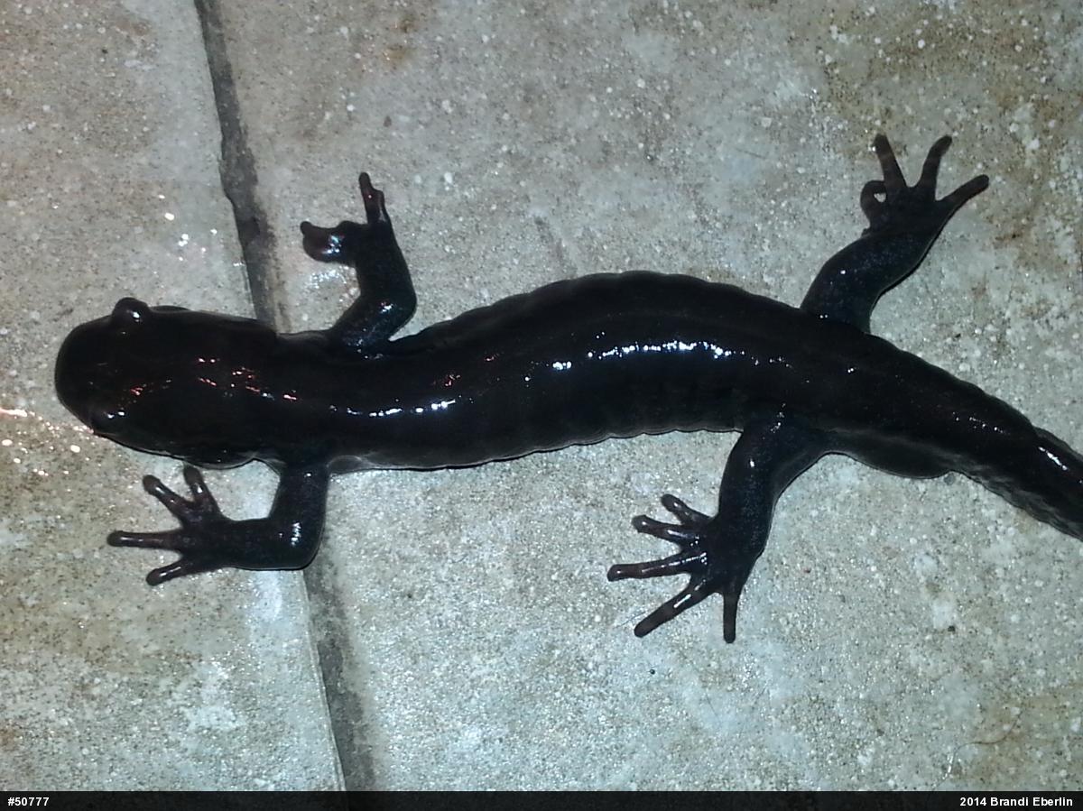 Jefferson Salamander