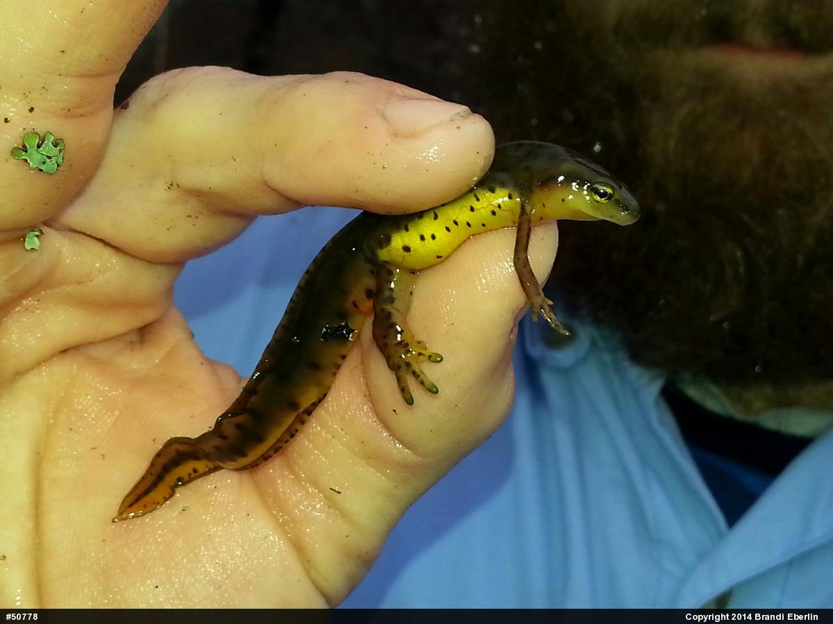 Red-spotted Newt