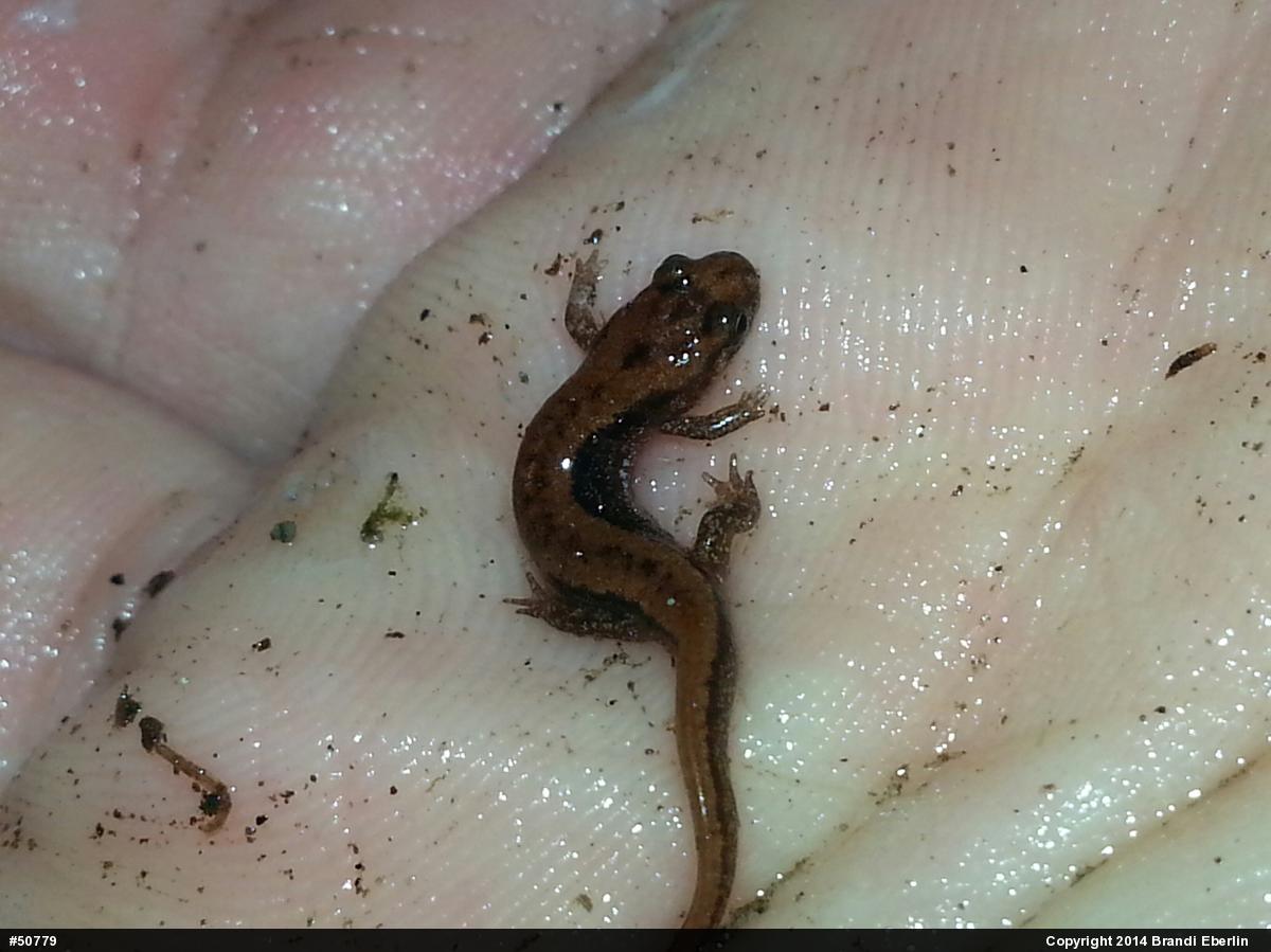 Allegheny Mountain Dusky Salamander