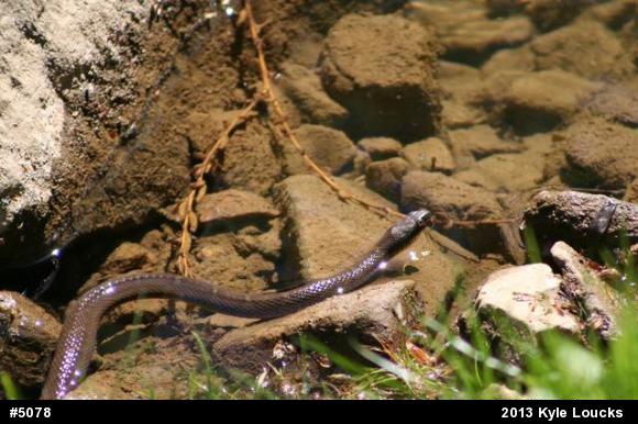 Northern Watersnake