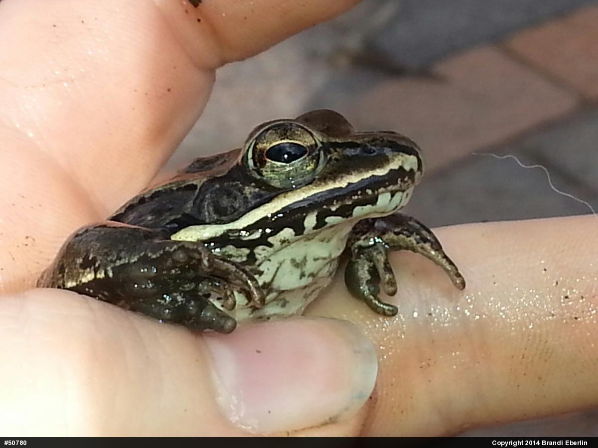 Wood Frog